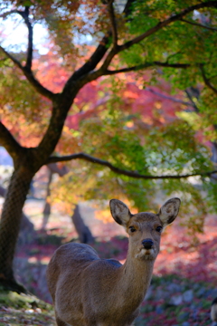 秋の奈良鹿