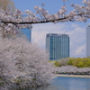 大阪城公園