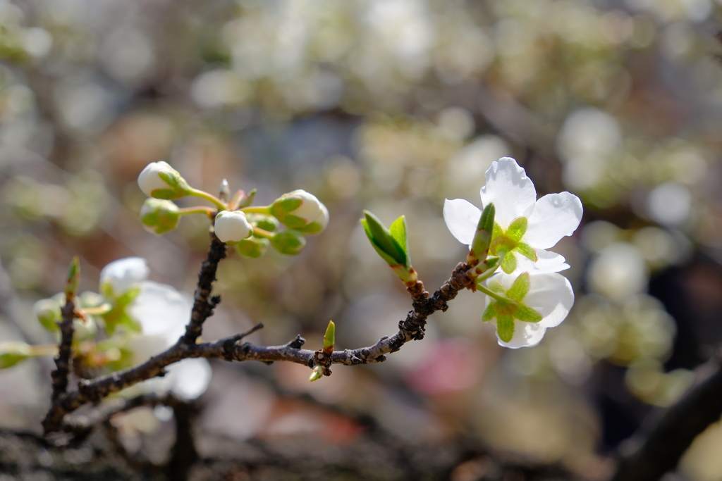 スモモの花