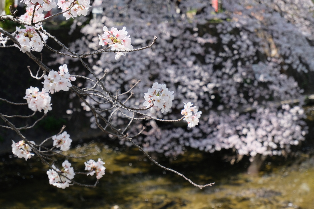 夙川公園の桜
