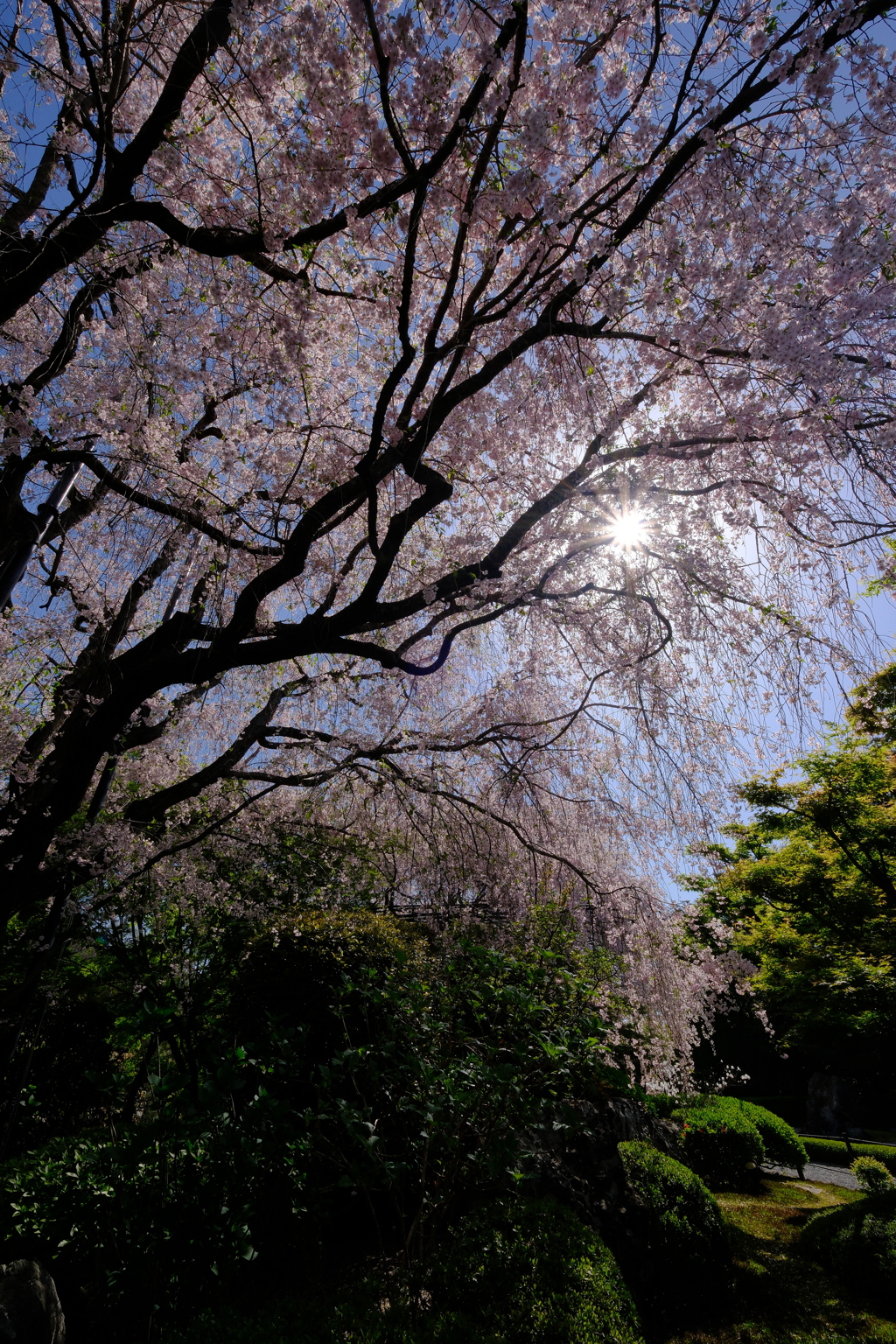 退蔵院の枝垂れ桜