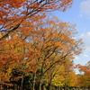 大阪城公園の紅葉