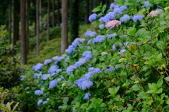 花園あじさい園