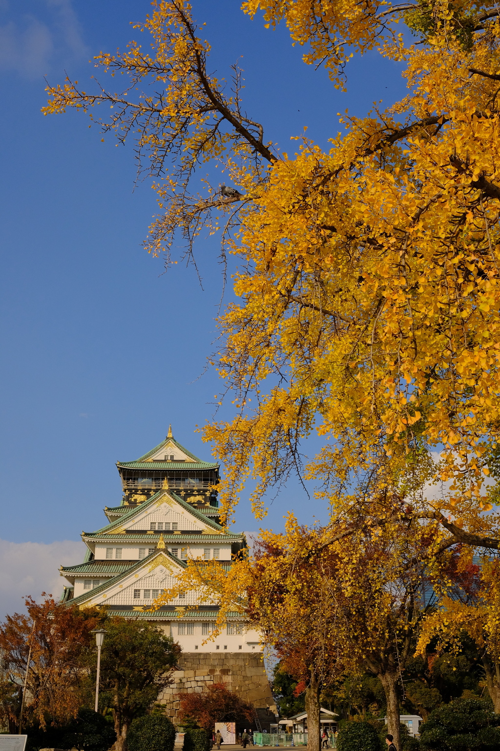 大銀杏と大阪城