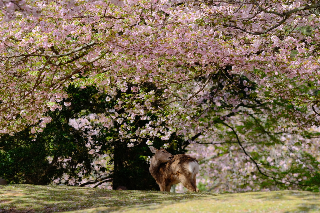 奈良鹿と桜