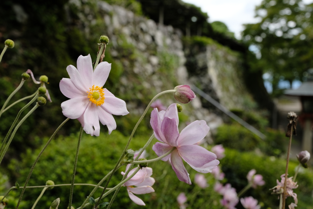 善峯寺の秋明菊
