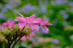 紫陽花