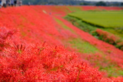 矢勝川堤の彼岸花