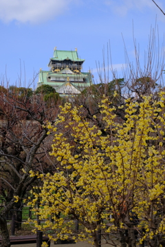 蝋梅と大阪城