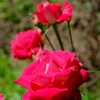 薔薇