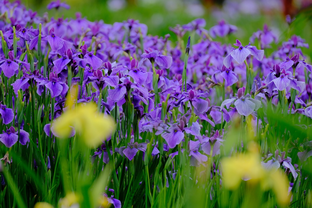 菖蒲園