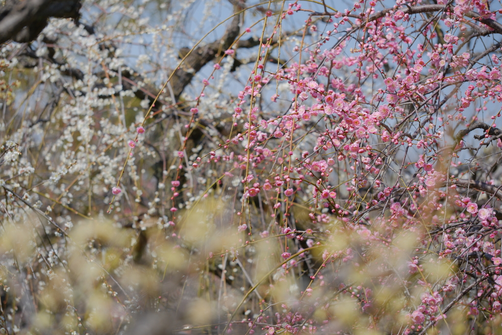 梅花爛漫