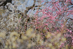 梅花爛漫