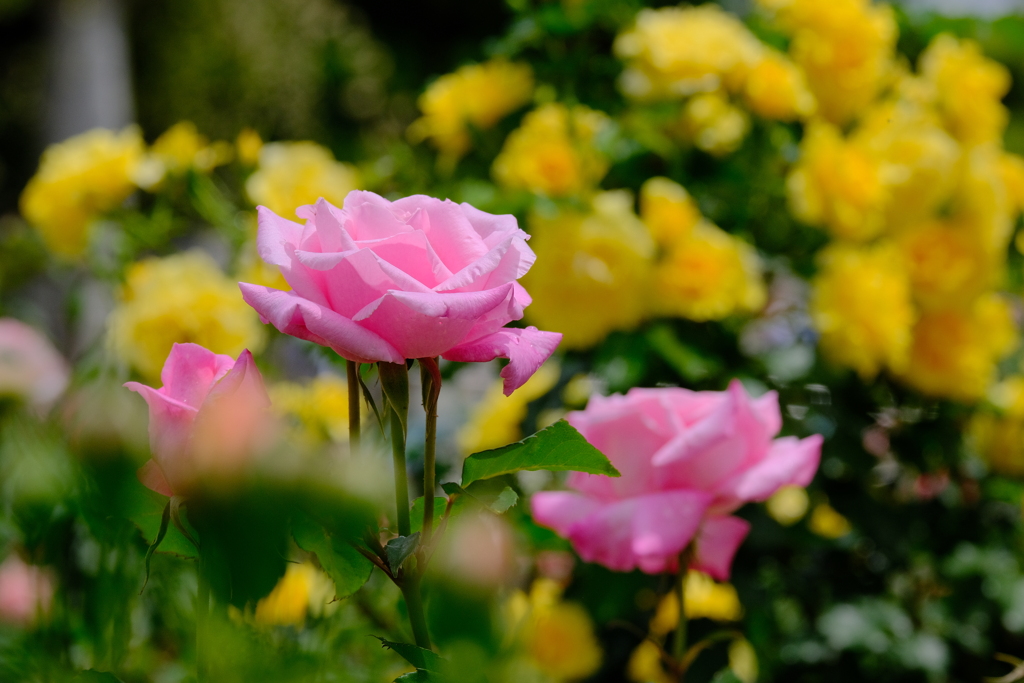 薔薇