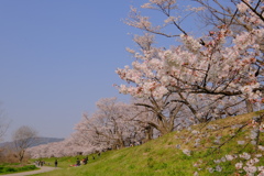 背割堤の桜