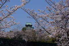 大阪城と桜