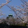 大阪城と桜