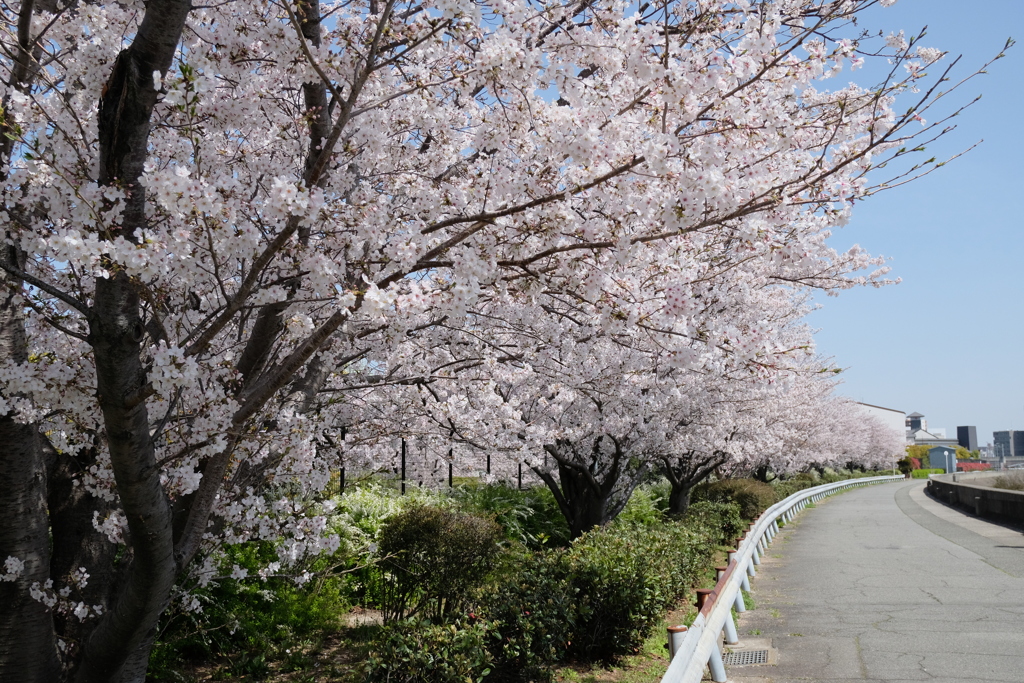 通勤途上の桜