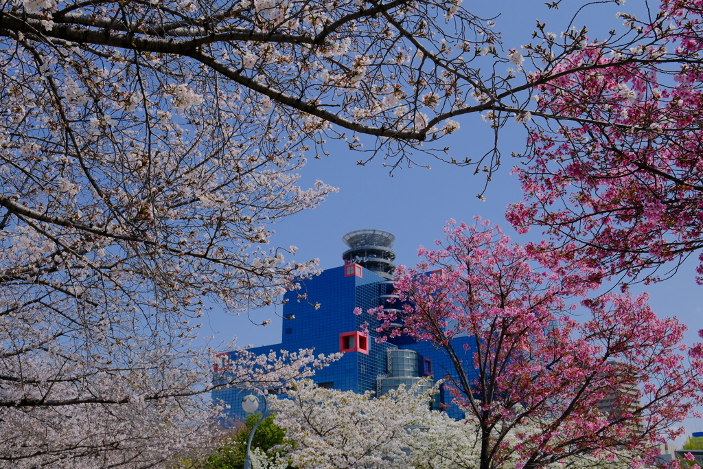 扇町公園の桜