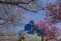 扇町公園の桜