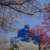 扇町公園の桜