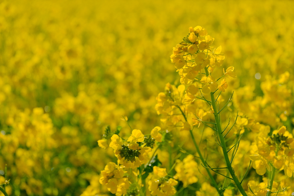 菜の花畑