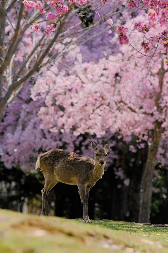 奈良鹿と桜