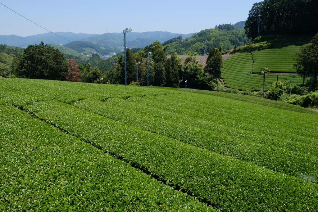 和束の茶畑