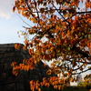 大阪城公園の紅葉