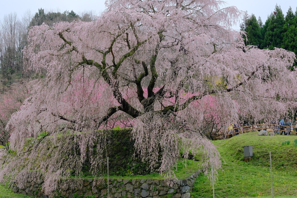 又兵衛桜(本郷の瀧桜)