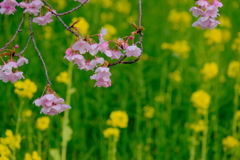 河津桜