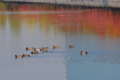 大阪城公園の紅葉