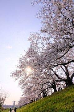 背割堤の桜