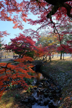 奈良公園の紅葉