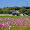 法起寺のコスモス