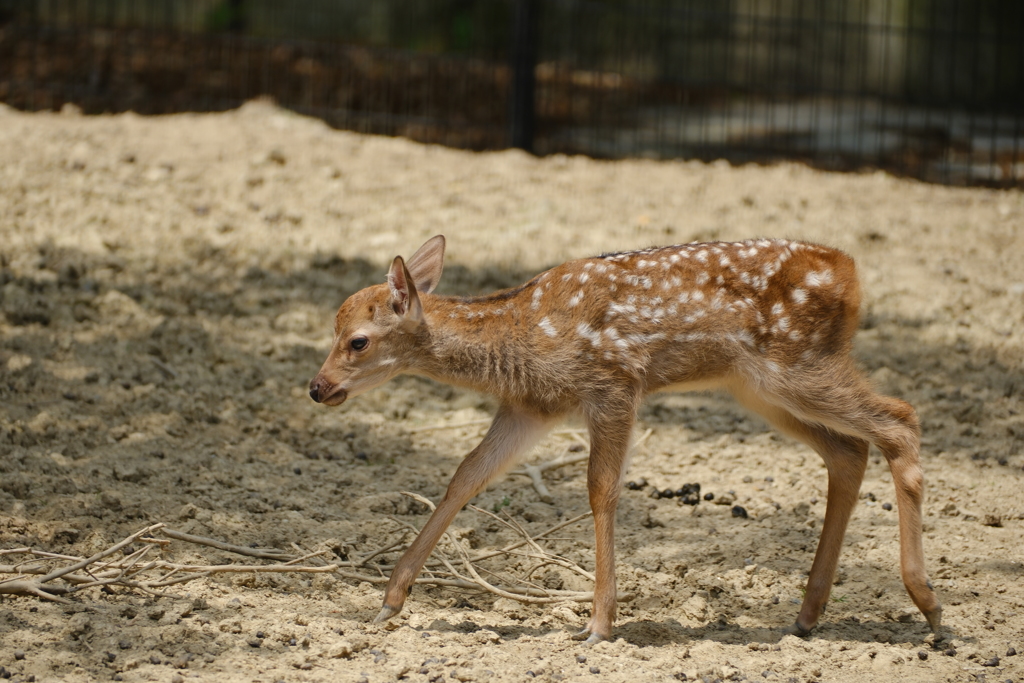 奈良公園の子鹿