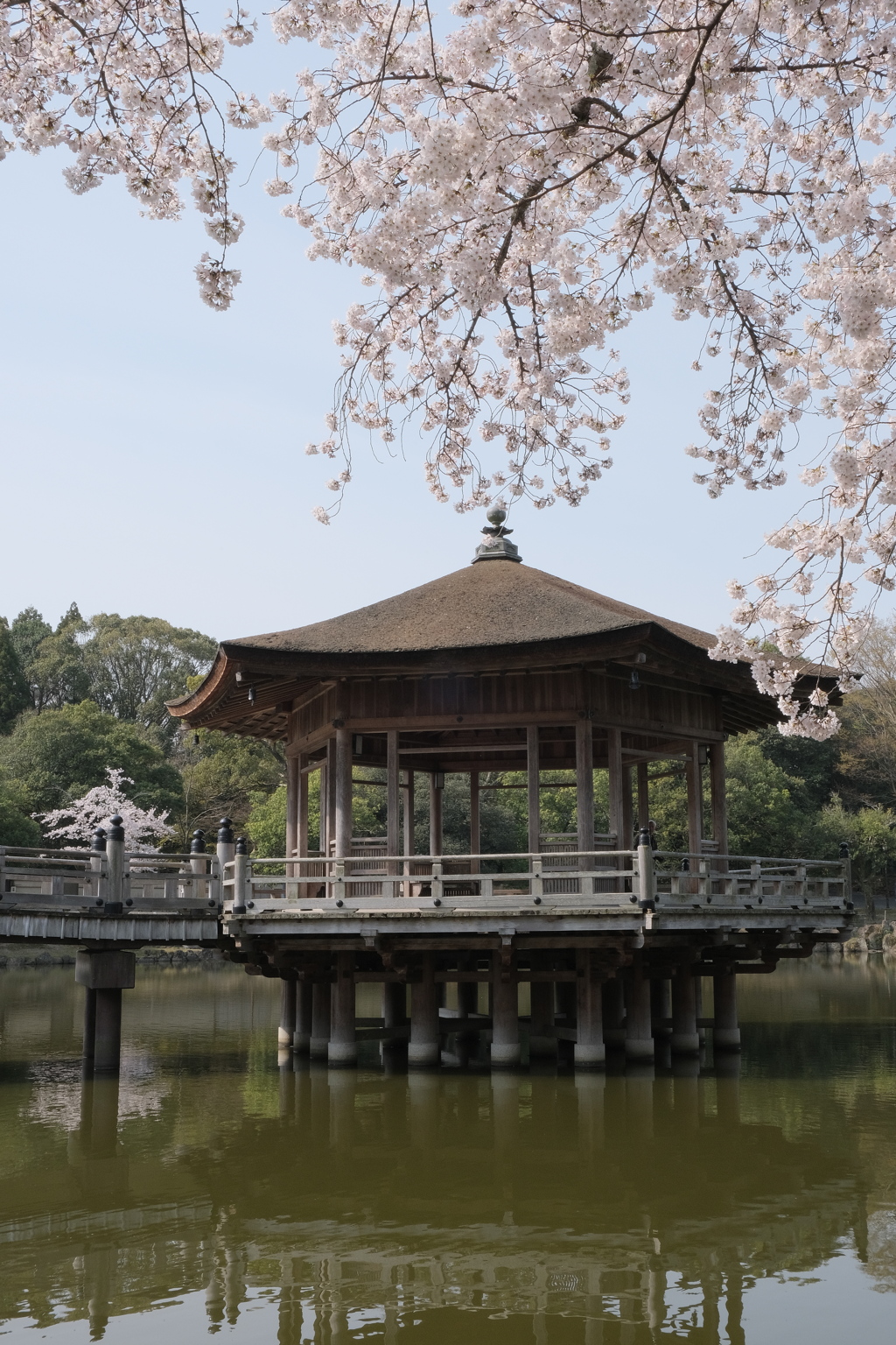 浮御堂の桜
