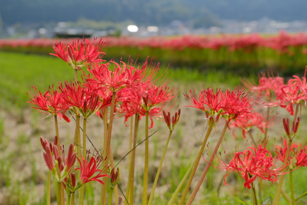 穴太寺の彼岸花
