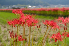 穴太寺の彼岸花