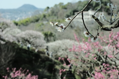 中山寺の梅園