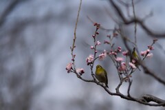 ウメジロー