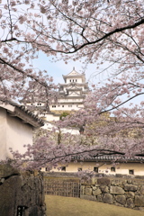 姫路城の桜