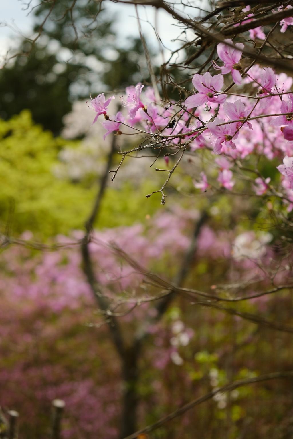 石山寺のつつじ