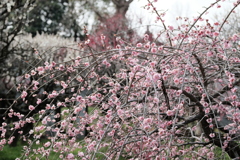 道明寺天満宮の梅林