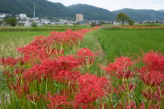 彼岸花の里