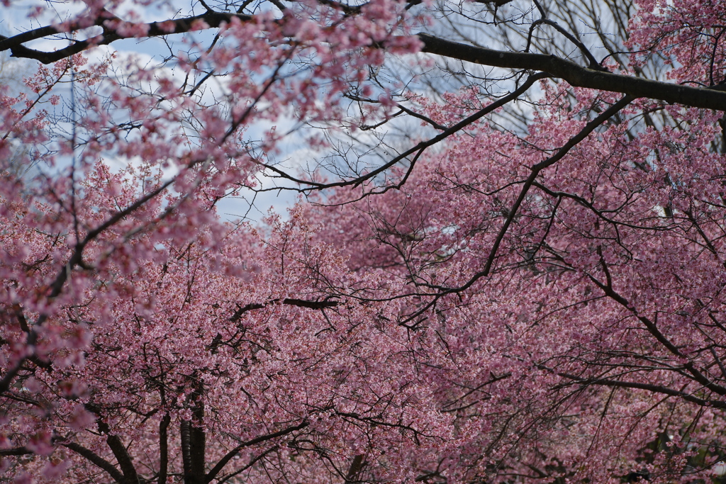満開のオカメ桜