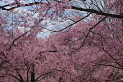 満開のオカメ桜
