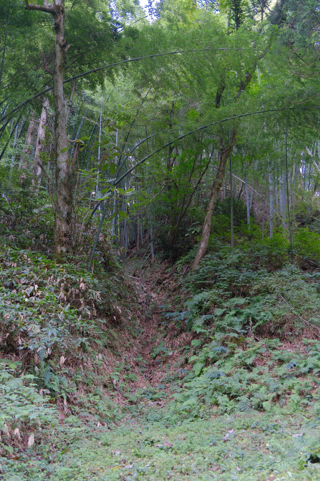 増山城F郭から見た堀切
