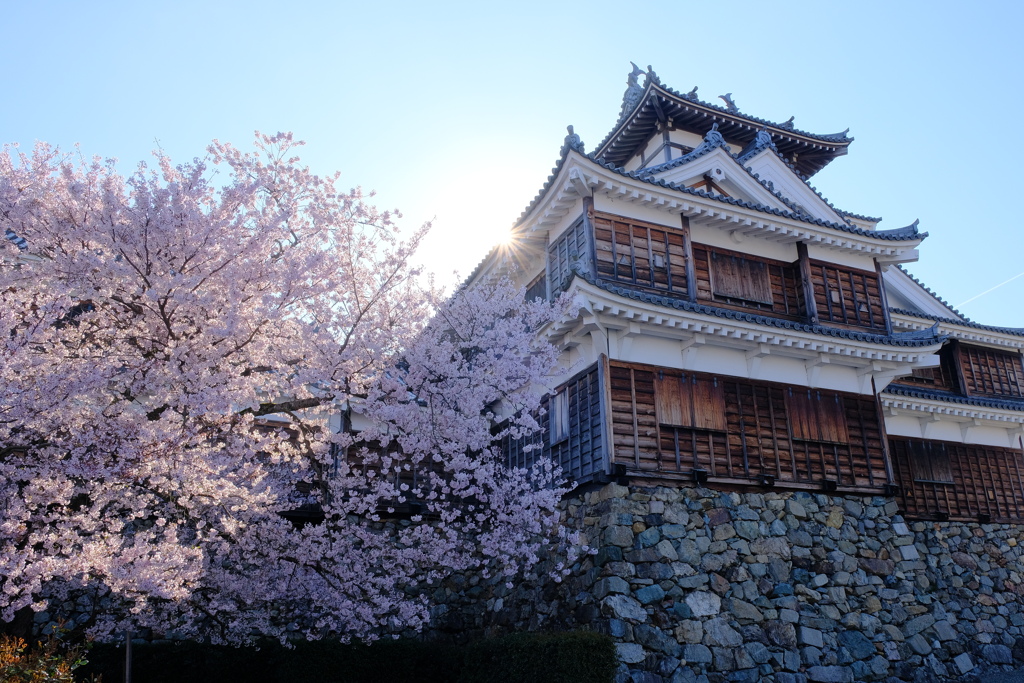 福知山城と桜
