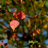 少し紅葉